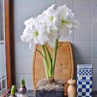 1 หัวว่าน ว่านสี่ทิศฮอลแลนด์ Amaryllis Bulb White Nymph 18-24 ซม สินค้านำเข้า แช่เย็นแล้ว หัวขนาดใหญ่.