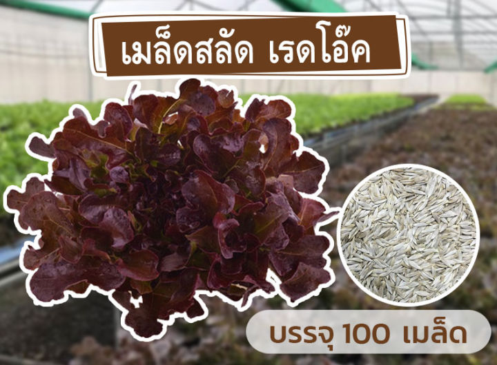 ชุดรวมเมล็ด-ผักสลัด-4-ชนิด-รวมกว่า-400-เมล็ด-เมล็ดใหม่-อัตราการงอกสูง