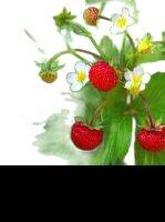 เมล็ดพันธุ์ Strawberry สายพันธุ์  Alpine (Fragaria vesca) 50 เมล็ด เมล็ดพันธุ์นำเข้าจาก ยุโรป