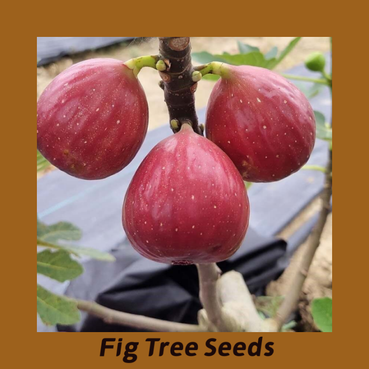 200seeds/pack Rare Fig Tree Seeds for PlantingTropical Ficus Carica