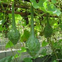 เมล็ดพันธุ์ น้ำเต้าไดโนเสาร์ (Dinosaur Gourd Seed) 10 เมล็ด คุณภาพดี ราคาถูก ของแท้