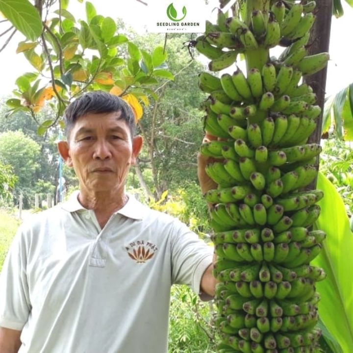 ต้นกล้วยมาฮอย-ปลูกถ่ายเนื้อเยื่อผิดมาก-ให้ผลหลังจาก-1-ปี-ต้นกล้าแข็งแรงมาก-ให้ผลผลิตสูง-โรคและแมลงน้อย