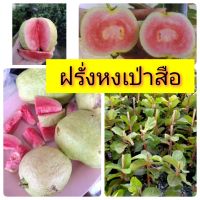 ฝรั่งหงเป่าสือ ทาบกิ่ง สูง 50-60 ซม. หวาน กรอบ อร่อยมาก