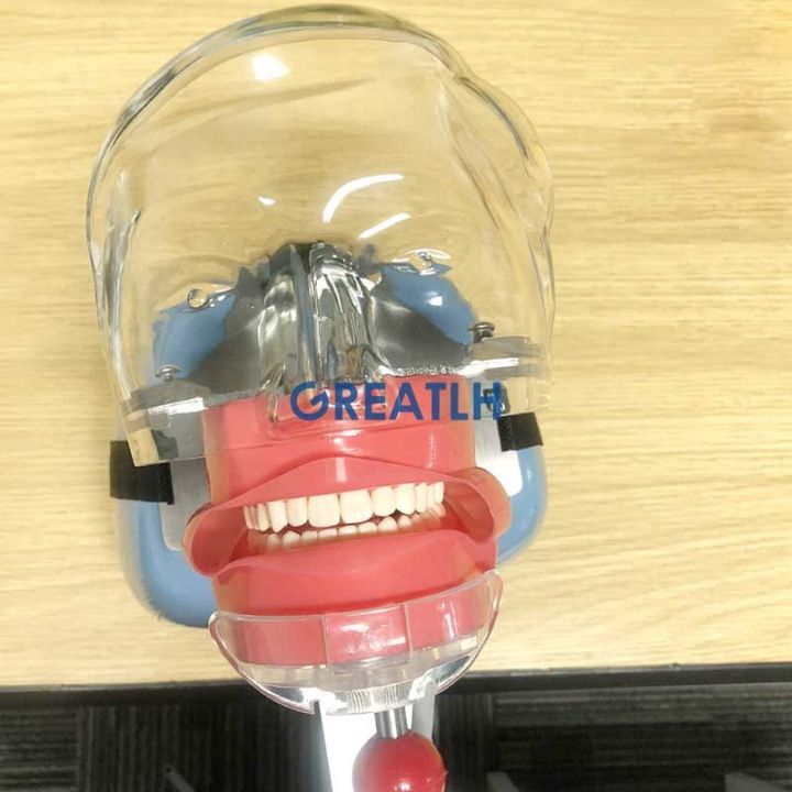 simple-head-model-dental-simulator-phantom-head-for-dentist-education-dentist-teaching-head-model-phantom-for-training-apparatu