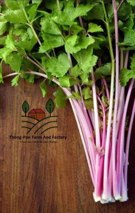 คื่นฉ่ายสีชมพู-pink-chinese-celery-seeds-คื่นฉ่าย-เมล็ดพันธุ์คื่นฉ่าย-บรรจุ-20-เมล็ด