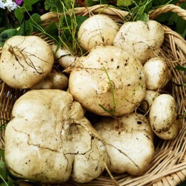 Sengkuang Jicama Seeds Mexican Turnip Seed 18pcs Lazada
