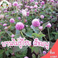 เมล็ดพันธุ์ ดอกบานไม่รู้โรย สีชมพู Pink Amaranth Flower Seed 40เมล็ด  เมล็ดพันธุ์แท้ นำเข้าจากต่างประเทศ ปลูกง่าย ไม่กลายพันธุ์