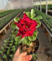 2 เมล็ด เมล็ดพันธุ์ ชวนชม สายพันธุ์ Amaryllis สีแดง Bonsai Desert Rose Adenium Seed กุหลาบทะเลทราย ราชินีทะเลทราย บอนไซ มีคู่มือปลูก