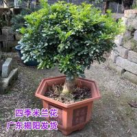 [COD] Four evergreen Milan flower seedlings balcony garden potted plants purify the air aroma with flowers mizai saplings