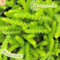 [คราสซูล่าโซ่นาฬิกายักษ์] Crassula Muscosa แคคตัส ต้นไม้ ไม้หนาม ไม้ทนแล้ง กุหลาบหิน ไม้อวบน้ำ พืชอวบน้ำ succulent cactus กระบองเพชร ของขวัญ