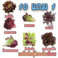 เมล็ดพันธุ์ ?ผักสลัดสีแดง เมล็ดสลัดใบสีแดง 100-200 เมล็ด ?มีคู่มือการปลูก? ถูกสุด [ซื้อ 10 แถม 1คละได้]