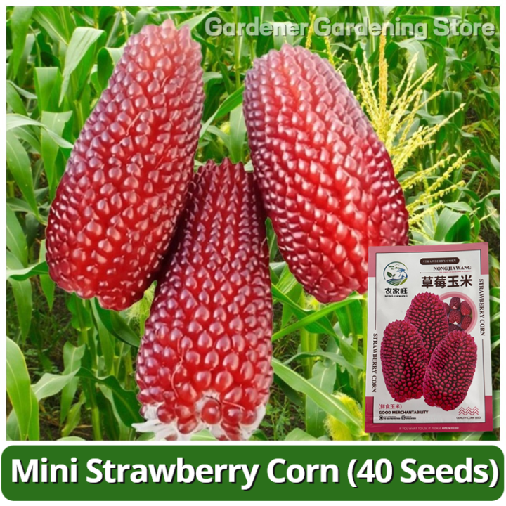 High Yield Mini Strawberry Corn Seeds (40 Seed) Red Mini Fruit Corn ...