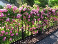 30 เมล็ด เมล็ดพันธุ์ กุหลาบ สายพันธุ์ อังกฤษ เลื้อย สีชมพู ดอกใหญ่ Climbing Rose Seeds นำเข้าจากต่างประเทศ พร้อมคู่มือ เมล็ดใหม่