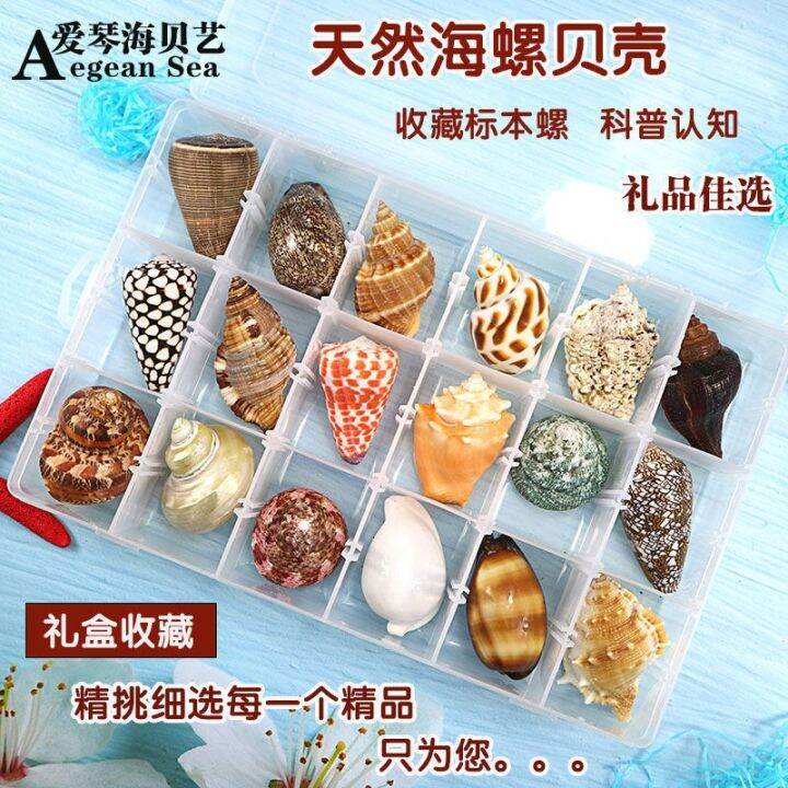 [COD] Conch shell specimen snail starfish gift box marine biology