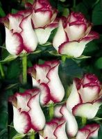 30 เมล็ด เมล็ดพันธุ์ กุหลาบ White Pink Rose Rose Seed ดอกใหญ่ นำเข้าจากต่างประเทศ พร้อมคู่มือ เมล็ดสดใหม่