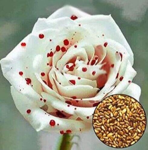 30-เมล็ด-เมล็ดพันธุ์-กุหลาบ-กุหลาบสีเลือด-white-blood-rose-seeds-ดอกใหญ่-นำเข้าจากต่างประเทศ-พร้อมคู่มือ-เมล็ดสด-ใหม่