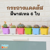 ?ชุด 6 ใบ?กระถางแคคตัส ขนาด 3 นิ้ว สีพาสเทล 6 สี คละสีสวยมาก กระถางปลูกต้นไม้เล็ก พลาสติกทรงสี่เหลี่ยม