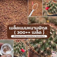 โปรดี!! ( 300++ เมล็ด ) เมล็ดแมมหนามพิกุล #โคลนหนามแดง Mammillaria Mammillaris แคคตัส เพชร cactus&amp;succulent สุดพิเศษ