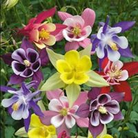 20 เมล็ดพันธุ์ เมล็ด ดอกโคลัมไบน์ (Columbine) เป็นดอกไม้ประจำรัฐ Colorado Columbine flower Seed อัตราการงอกสูง 80-85%