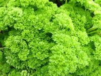 พาร์สลีย์ เมล็ดพันธุ์ Parsley คึ่นช่ายฝรั่ง ซองละ 1000-3000 เม็ด จากอังกฤษ