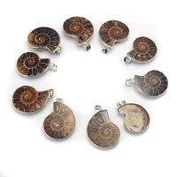 10pcs หินธรรมชาติ ammonites ฟอสซิล seashell Snail จี้ Ocean Communication Conch สัตว์สร้อยคอผู้ชาย yewellr