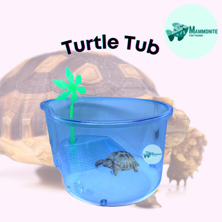 Plastic Reptile Turtle Tub Oval Tank | Lazada PH