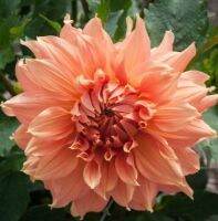 1 เหง้า/ชุุด รักเร่ Dahlia Bulb สายพันธุ์ Fairway Spur หัวรักเร่ ดอกไม้ หัวหน่อ เหง้า นำเข้า เนเธอร์แลน หัวสดใหม่