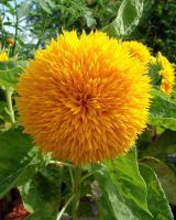 เทดดี้แบร์ อินพรูฟ (TeddyBear Sunflower improve) เมล็ดพันธุ์ Garden Seed  ทานตะวันดอกซ้อน 60-65 เมล็ด