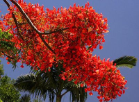 150 เมล็ด เมล็ดหางนกยูงสีแดง Flower fence Peacock’s crest ราคาถูก มีชื่อเรียกอย่างอื่นว่า ขวางยอย จำพอ ซำพอ ซมพอ ส้มผ่อ ส้มพอ นกยูงไทย พญาไม้ผุ