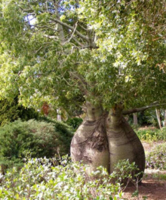 ต้นขวด Brachychiton rupestris ใบเรียว ไม้เพาะเมล็ดนำเข้า สูง 20-40 ซ.ม.