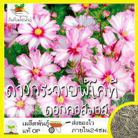 เมล็ดพันธุ์ ดาวกระจายพิโคที ดอกคอสมอส 200 เมล็ด Picotee Cosmos Flower เมล็ดพันธุ์แท้ นำเข้าจากต่างประเทศ ปลูกผัก โตไว