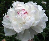 20 เมล็ด เมล็ดโบตั๋น ดอกโบตั๋น ดอกพีโอนี (Peony) สีขาว White Peony ดอกไม้นี้​เป็นสัญลักษณ์ของความมั่งคั่งร่ำรวย ความซื่อสัตย์ อัตรางอก 70-80%