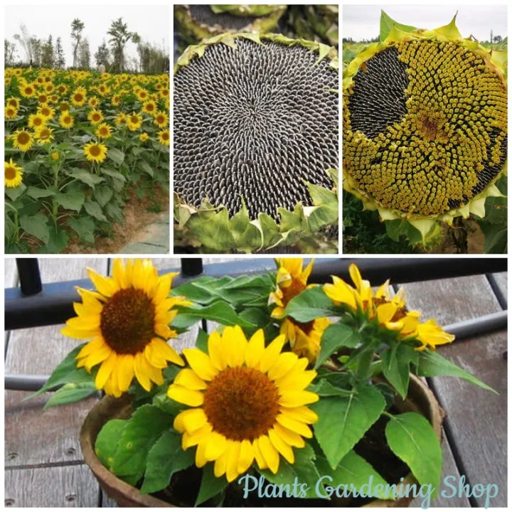 Wow Wow++ เมล็ดพันธุ์ ดอกทานตะวัน Dwarf Sunflower Seeds Edible flower seeds บรรจุ 20 เมล็ด