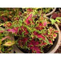 เมล็ดพันธุ์ ฤาษีผสม ( Coleus Seed ) บรรจุ 10 เมล็ด