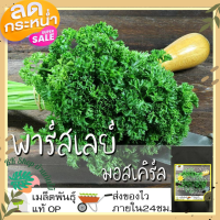 เมล็ด Parsley (Triple Moss) อิตาเลี่ยนพาร์สลีย์(ใบหยิก)  Moss Curled Parsley Seed เมล็ดพันธุ์แท้ นำเข้าจากต่างประเทศ ปลูกผัก สวนครัว