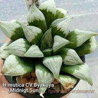 Haworthia mutica cv.Byakuya (Midnigt Sun) A063