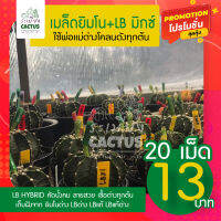 ?เมล็ดยิมโนด่าง+LBด่าง?พิเศษ20เมล็ด  13 บาท ?เก็บใหม่ทุกเดือน? เมล็ดมิกซ์ยิมโน+LBแท้13พู+LB Hy ยิมโนแคคตัส LB Hybrid