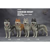 QuanYingCun QYC003 A/B/C/D 1/6 Husky