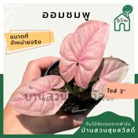 ต้นออมชมพู PINK SYNGONIUM กระถาง 3 นิ้ว