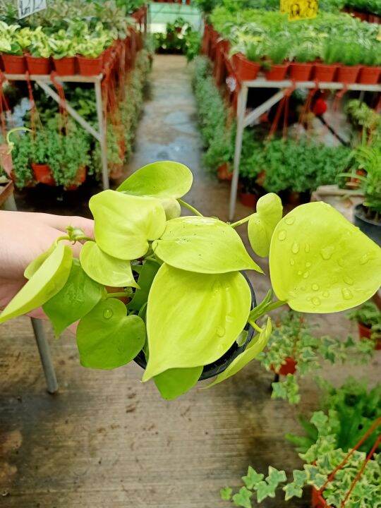 [Paling Horticulture Sdn Bhd] Philodendron Scandens