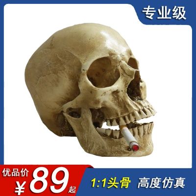 1 medical arts skulls with human musculoskeletal anatomy head model art neutral direct selling