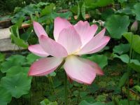 5 เมล็ดพันธุ์ บัว สายพันธุ์ CHAWAN BASU LOTUS สีชมพู เพาะปลูกและเก็บเมล็ดในไทย ขยายพันธุ์ในไทยได้ สายพันธุ์นิยมปลูกในอเมริกา