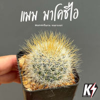 Mammillaria marcosii แมมมาโคซิไอ #แคคตัส กระบองเพชร cactus&amp;succulent