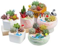 18แพ็คประดิษฐ์ฉ่ำ Flocking พืช Unpotted มินิปลอมประเภทที่แตกต่างกันขนาดแตกต่างกัน Succulents พืช