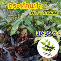 ต้นกระท้อนป่า 35-45ซม. กระท้อน กระท้อน