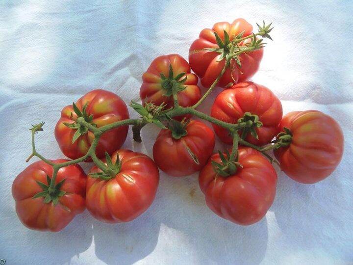 20-เมล็ดพันธุ์-bonsai-เมล็ด-มะเขือพวง-มะเขือเปราะ-สีแดง-red-ruffled-eggplant-seed-อัตราการงอกของเมล็ด-80-85