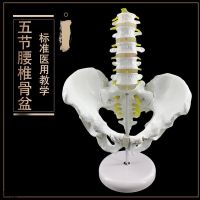 Section five lumbar spine model with pelvic model pelvis model human body skeleton model femoral intervertebral disc