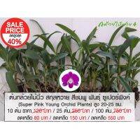 ( PRO+++ ) โปรแน่น.. ต้นกล้วยไม้นิ้ว สกุลหวาย สีชมพู พันธ์ุ Super Pink (Dendrobium Super Pink Plant) ราคาสุดคุ้ม พรรณ ไม้ น้ำ พรรณ ไม้ ทุก ชนิด พรรณ ไม้ น้ำ สวยงาม พรรณ ไม้ มงคล