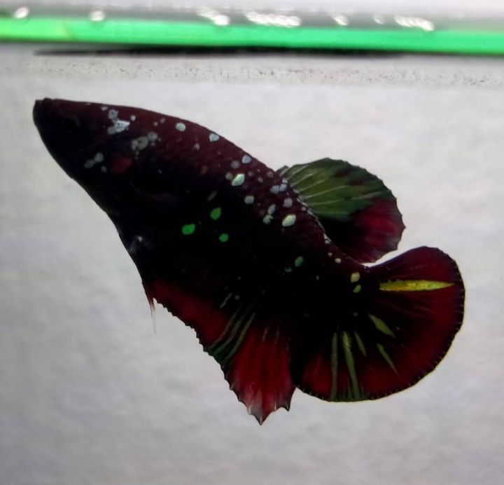 พ่อพันธุ์แบล็คกาแลคซี่คอปเปอร์สีเต็มปลาฟอมเครื่องสวยสีเต็ม-มุกประมาณภาพตัวอย่าง-สายเลือดดี1ตัว-มีประกัน