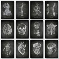 Chalkboard Anatomy Wall Art Decor ภาพวาดผ้าใบ-ระบบหัวใจและหลอดเลือดโปสเตอร์และพิมพ์สำหรับโรงพยาบาล Clinic Wall Picture